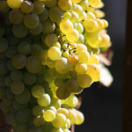 Vina i vinari Lumbarde