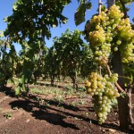 Vina i vinari Lumbarde